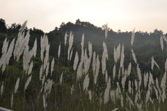 Saccharum spontaneum